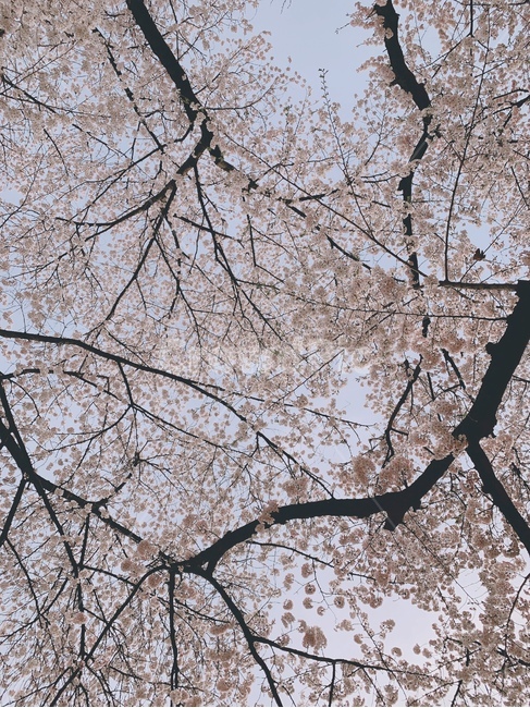 봄,벚꽃,벚꽃축제,풍경,꽃,spring,봄풍경,핑크,나들이,landscape,flower