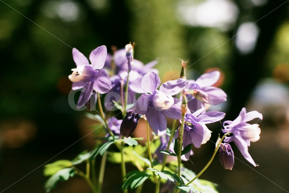 하늘매발톱,하늘매발톱꽃,야생화,꽃,팔공산,필름사진,식물,자연,plants,nature,꽃,flower,감성,sensible,feeling
