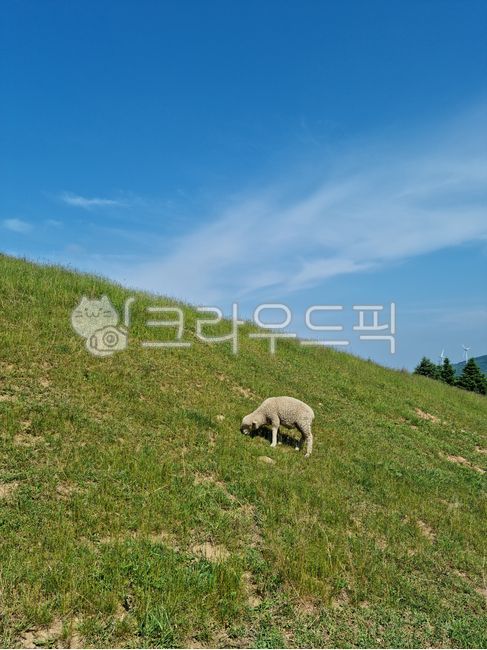 Sky,grazing,sheep ranch,summer,mountain,grass,farm,wooden fence,pasture,meadow,sheep,nature,tree,outdoor,hill,grass field,blue,field,outdoors,mammals,Daegwallyeong,animal,Livestock,wind turbines,daytime,fence,lawn
