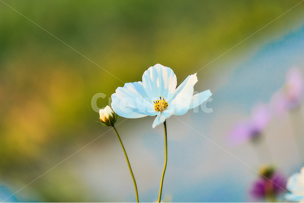 여름,꽃,들꽃,식물,자연,코스모스,식물,자연,plants,nature,꽃,flower