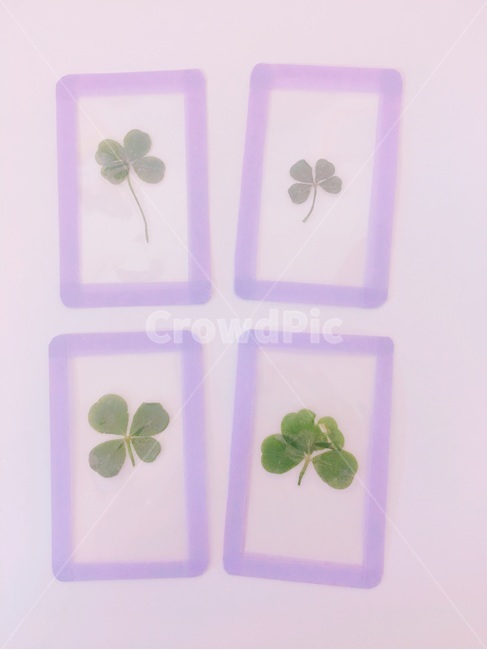 네잎클로버,자연물작품,식물카드,식물,fourleafclover,행운카드