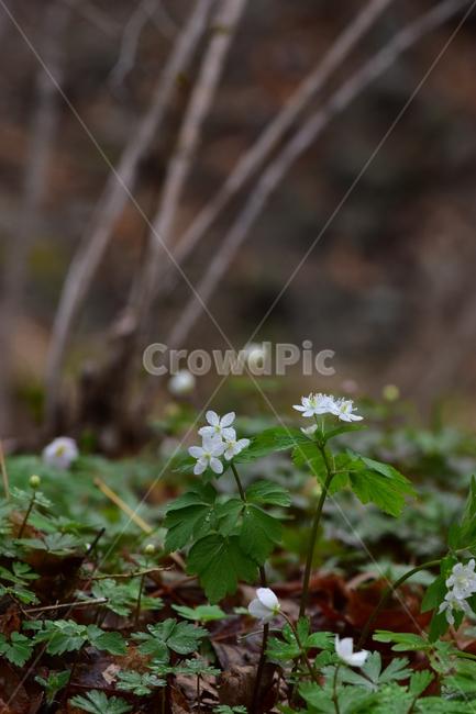 나도바람꽃,야생화,봄,꽃,풀꽃,자연,식물,식생,plants,nature,spring,season,flower
