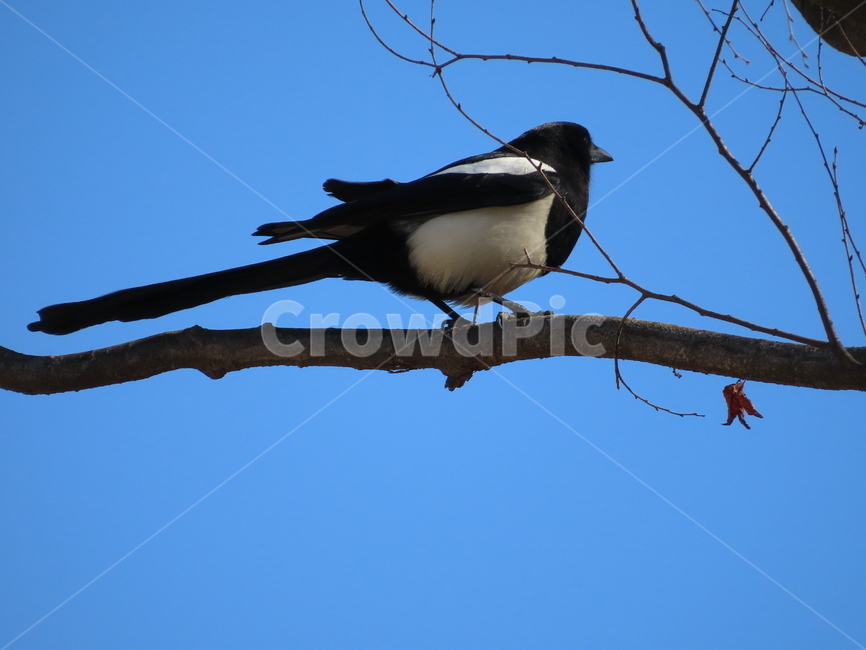 나무,식물,까치,조류,새,나뭇가지,클로즈업,tree,plant,magpie,bird,branches,closeup,동물,animal,조류,새,birds