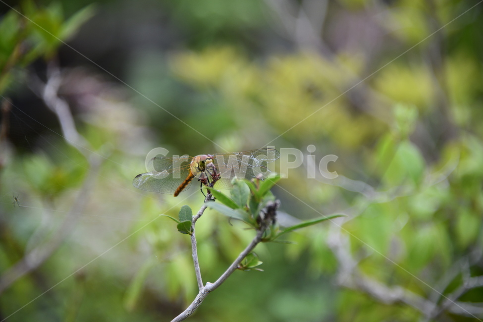 꽃,자연,식물,야생화,nature,flower,감성,feeling,배경,백그라운드