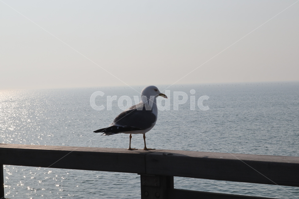 갈매기,새,조류,seagull,제부도,동물,animal,조류,새,birds