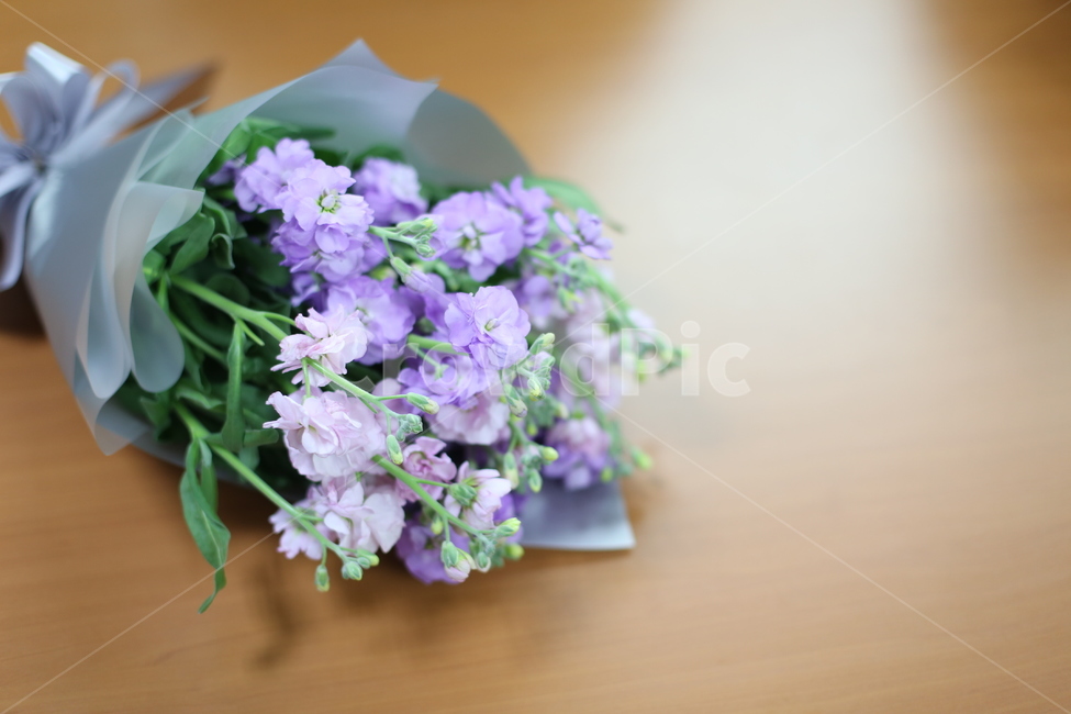 꽃,졸업,입학,향기,보라색,꽃,flower,기념일,축하,anniversary,congratulation,celebrate,celebration
