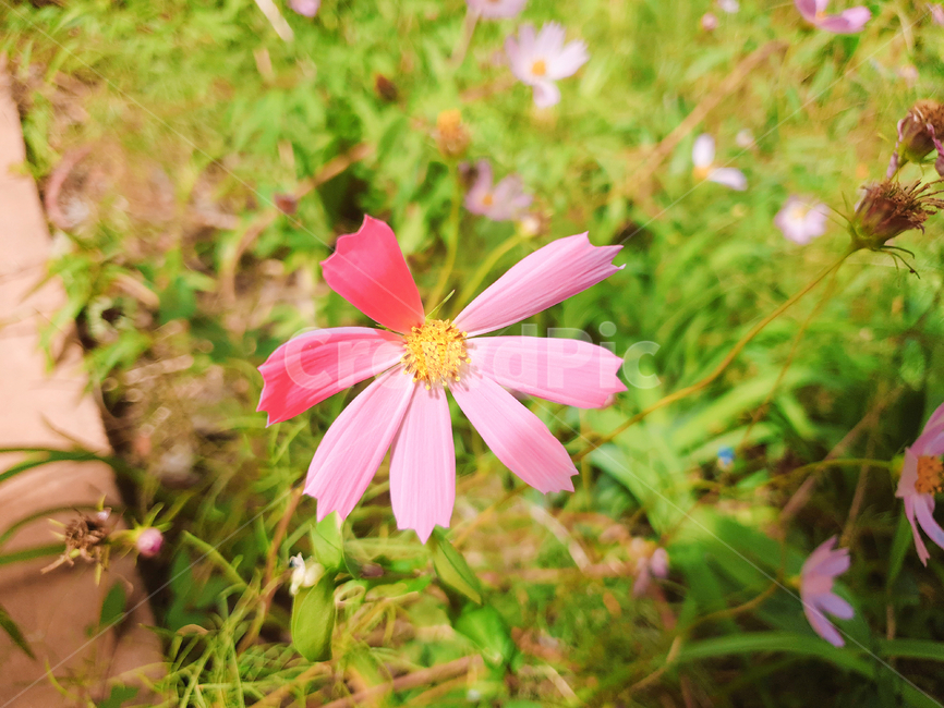 코스모스,분홍색코스모스,꽃잎,flower,cosmos,식물,자연,plants,nature,꽃,flower