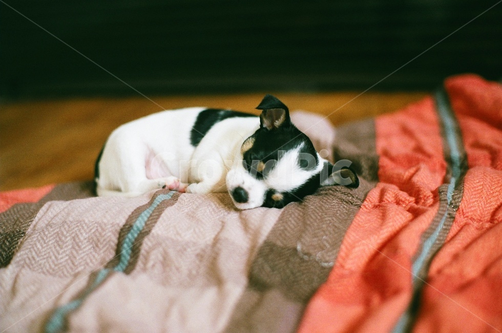강아지,동물,개,치와와,잠,dog,animal,동물,animal,포유류,mammal,개,강아지,dog,doggy