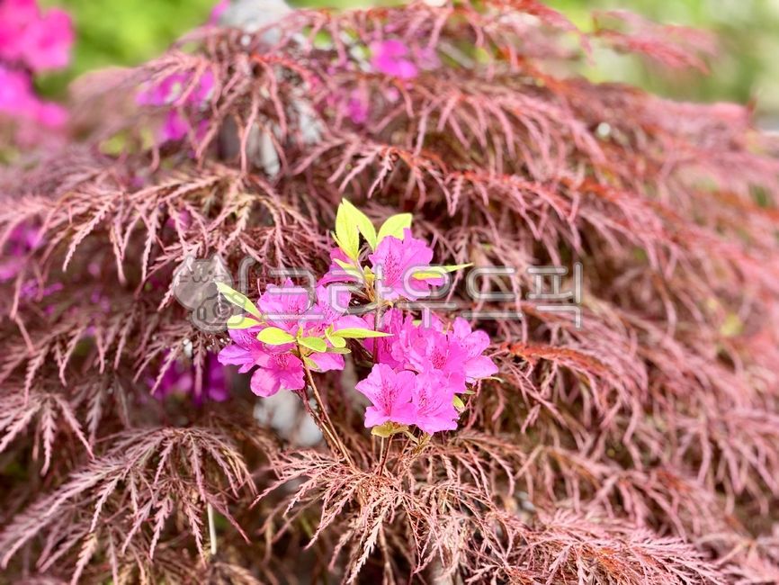 leaf,잎,단풍잎,공작단풍,maple,mapletree,단풍나무,공작단풍나무,꽃,flower,꽃잎,petal,식물,plant,자연,nature