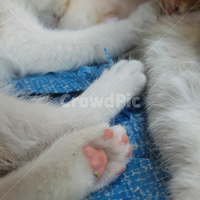 고양이,발바닥,발,솜방망이,다리