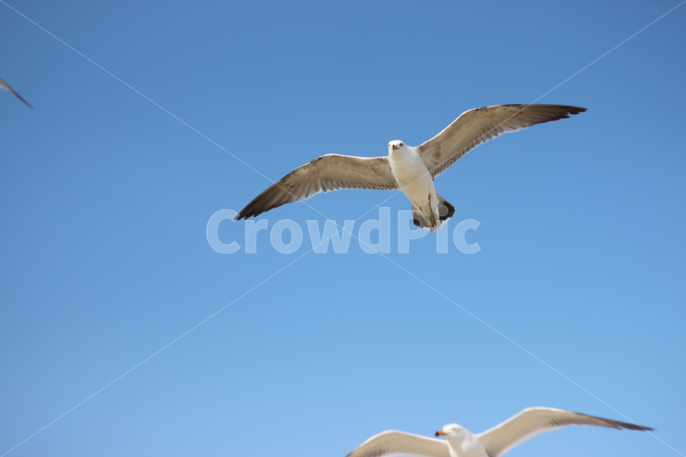 갈매기,비행,seagull,하늘,갈매기때,sky,푸른,맑은