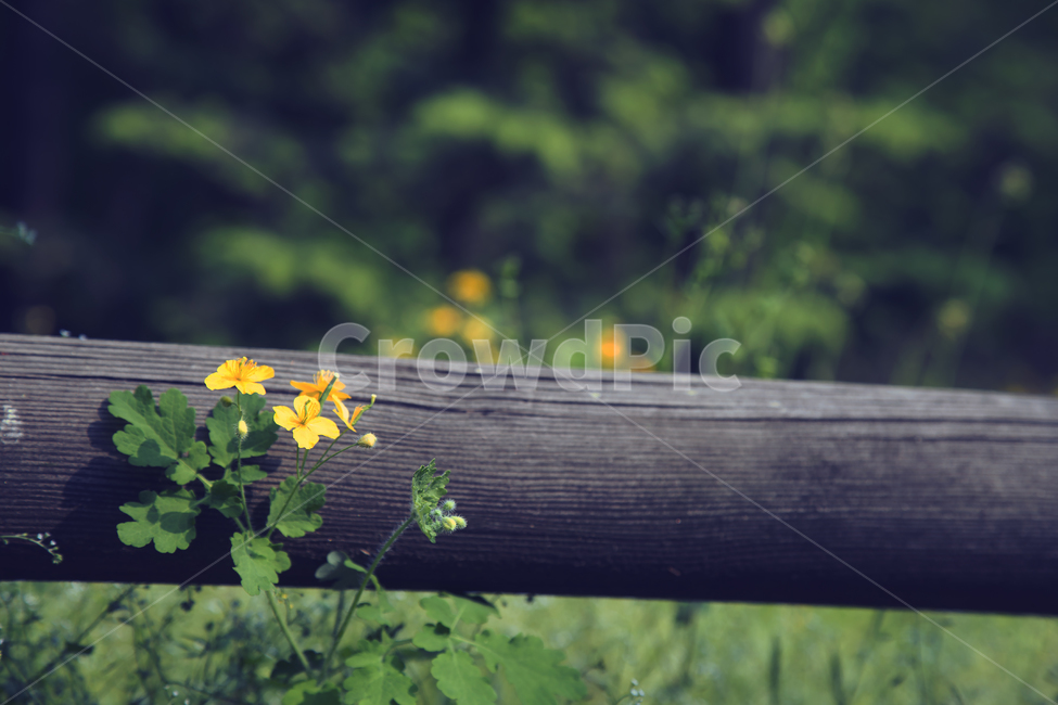 뒷산공원,꽃,통나무,노란색,녹색,자연,식물,자연,plants,nature,꽃,flower,감성,sensible,feeling