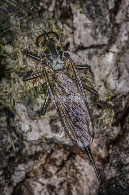 접사,파리매,곤충,벌레,bug,macro,혐오,동물,animal,곤충,벌레,insect,bug