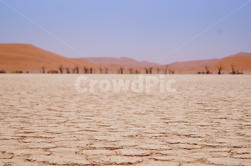 데드블레이,마른나무,사막,죽은나무,namibia,deadvlei,desert,tree,deadtree,drytree