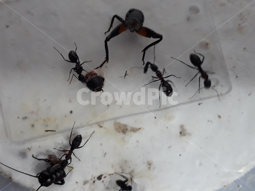 개미,벌목,곤충,먹이,벌레,진사회성,식사,귀뚜라미,탐색,먹이활동,공물,벌,관상용개미,개미사육,곤충,벌레,insect,bug