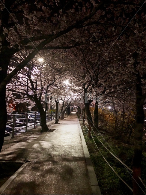 벚꽃,꽃길,벚꽃길,꽃,봄