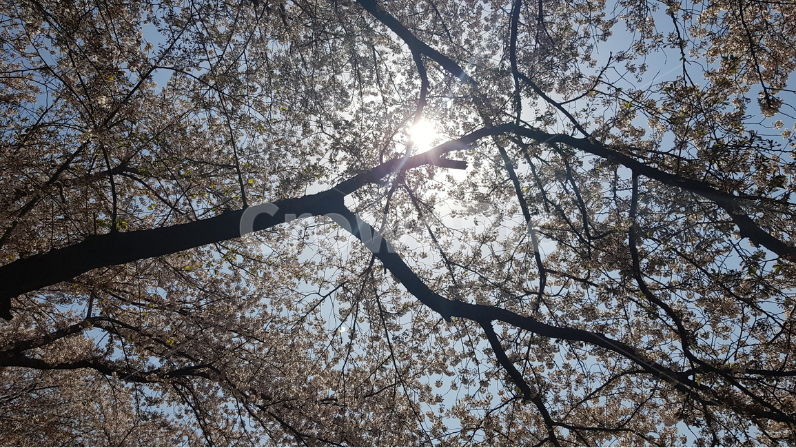 진해,군항제,벚꽃,축제,봄,봄,계절,spring,season,식물,자연,plants,nature,나무,trees,wood,light,빛,flare,플레어,plant