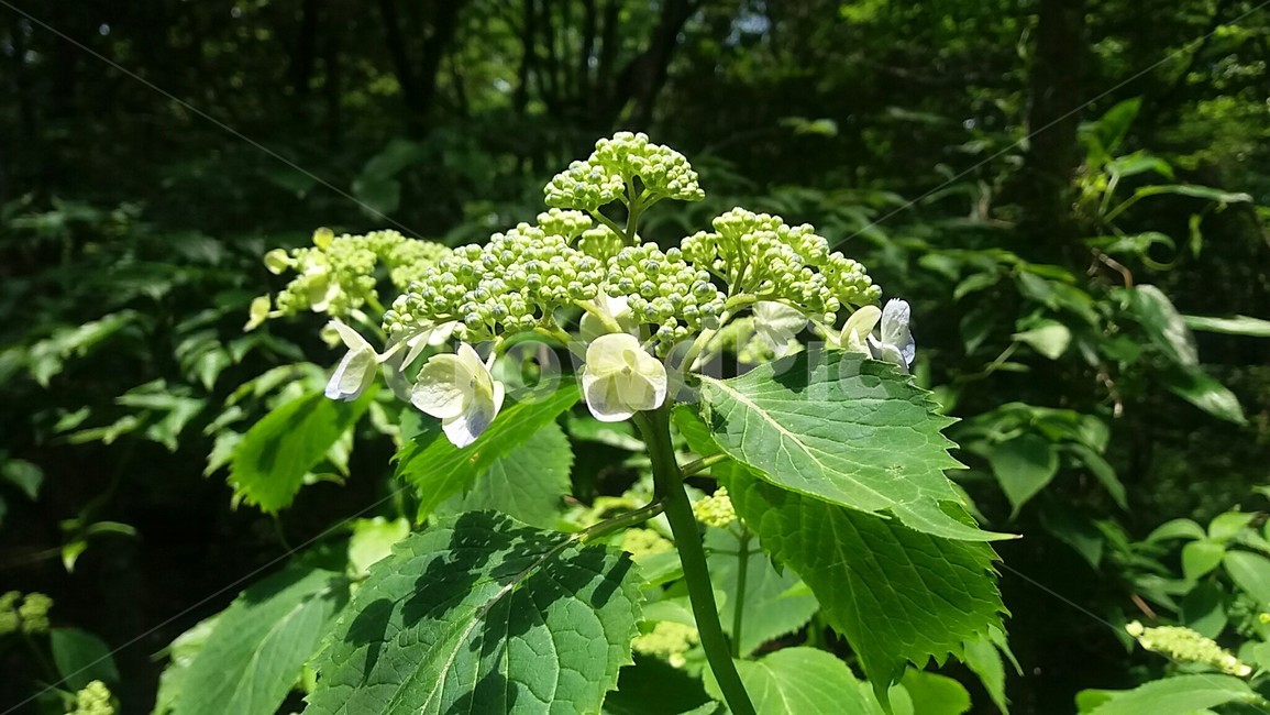 산수국,산책길,수국,숲길,산수국꽃,수국꽃