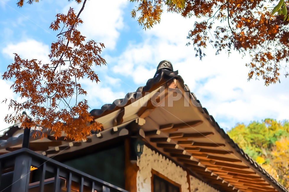 leaf,잎,plant,식물,tree,나무,가을,계절,fall,autumn,season,한국전통,한국문화,korean traditional,korean culture,건축물,건물외관,exterior,building,structure,architecture,construction