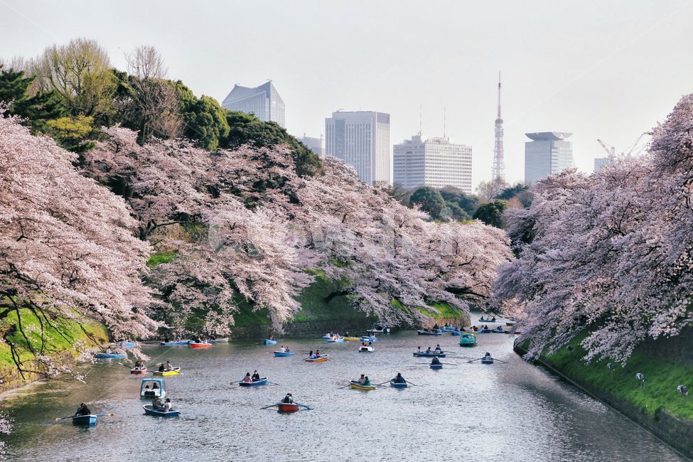 일본,도쿄,벚꽃,봄,축제,지도리가후치,세계,world,japan,tokyo,cherryblossom,spring,festival,자연,풍경,nature,landscape,도시,city,해외,외국,세계,foreign,oversea,world,세계도시풍경,해외도시풍경,외국도시풍경,world cityscape,사람들,대중,군중,other people,crowd,plant,식물,flower,꽃,blossom