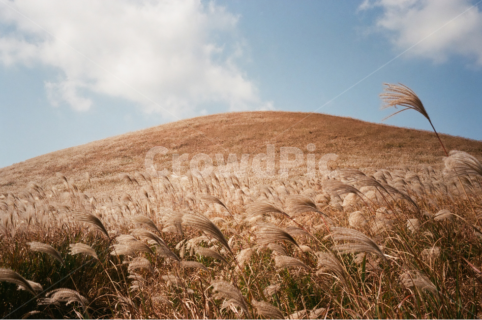 제주도,풍경,오름,갈대,필름사진,언덕,자연,풍경,nature,landscape,한국자연풍경,한국자연경관,korea nature landscape,제주도,jeju,jeju island,감성,sensible,feeling,plant,식물,bird,새,animal,동물,grass,잔디
