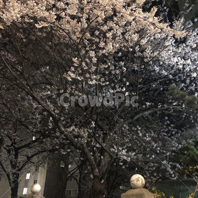 벚꽃,꽃,야경,동네,아파트