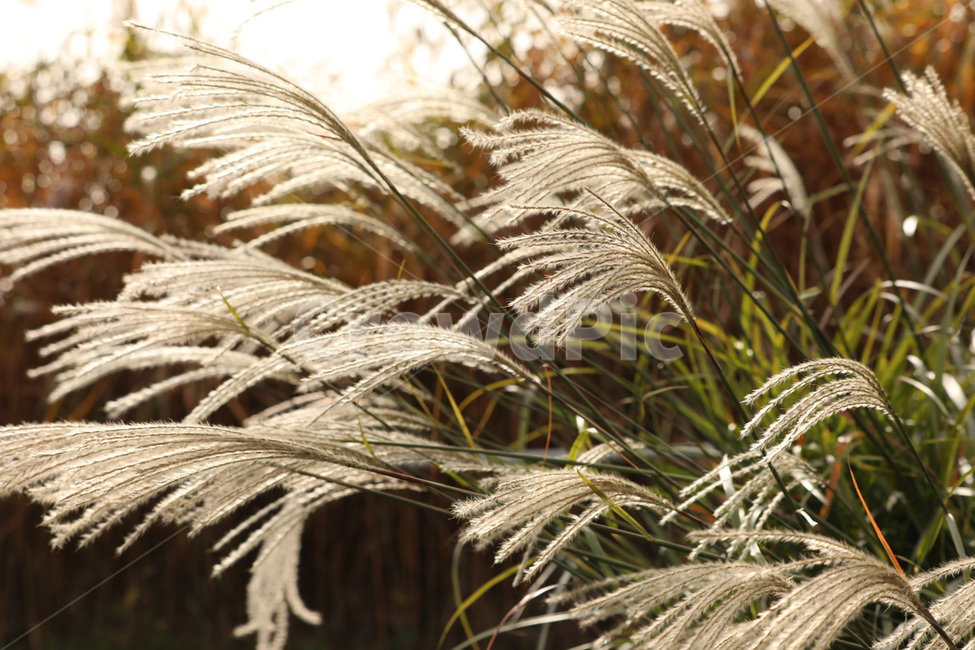가을,갈대,바람,하얀,자연,가을,계절,fall,autumn,season,plant,식물,grass,잔디