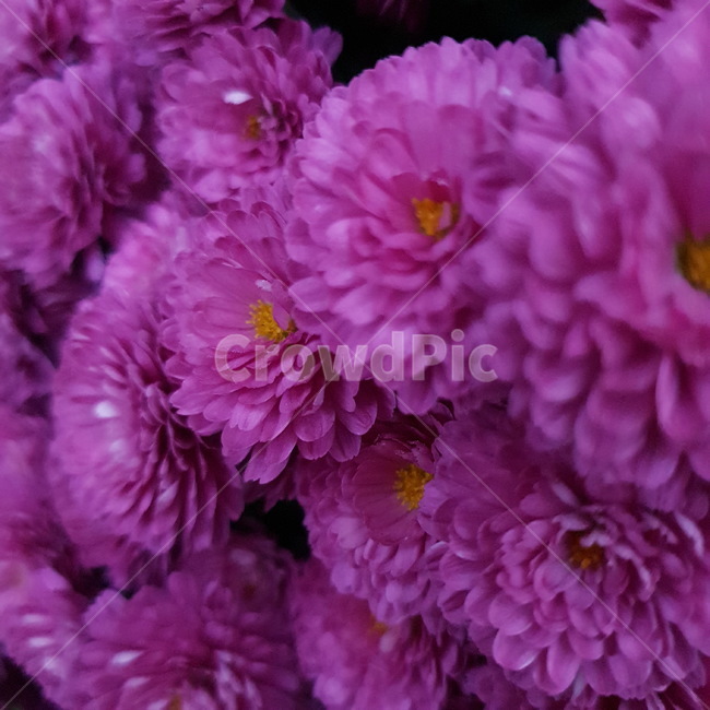plant,꽃,flower,blossom,식물,식물,자연,plants,nature,꽃,flower