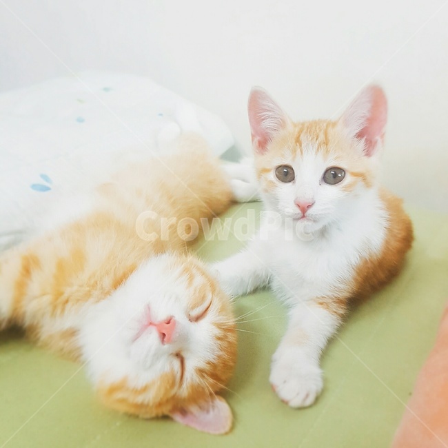 고양이,아기고양이,잠,귀여움,새끼