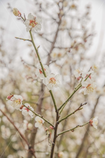 봄,봄꽃,매화,매동마을,지리산,꽃,풍경,비,봄비,물방울,식물,자연,plants,nature,감성,sensible,feeling,비,비오는날,rain,rainy,봄,계절,spring,season,꽃,flower,plant,blossom