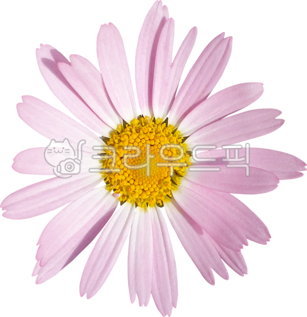 flower,분홍,데이지,국화,목마가렛,marguerite,frutescens,margueritedaisy,parisdaisy,argyranthemumfrutescens,chrysanthemumfrutescens,블로섬,봄,개화,꽃,식물,보라색,꽃잎,네이처,여름,yellow,dahlia,들꽃