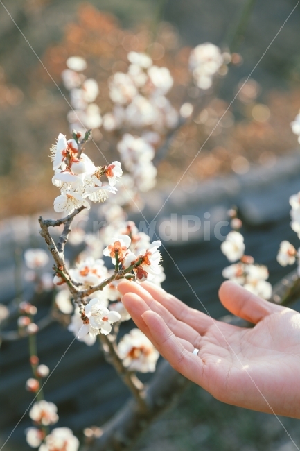 매화,봄,감성,감성사진,손사진,일상,봄,계절,spring,season,식물,자연,plants,nature,꽃,flower,사람,인물,인간,human,person,신체일부,몸,body,손,제스처,표시,손짓,표현,gesture,hand,sign,expression,감성,sensible,feeling