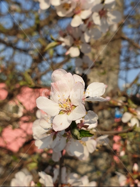 pollen,식물,plant,벗꽃,꽃나무,spring,봄나무,봄,flower