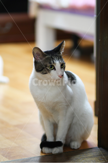 고양이,cat,animal,동물,야옹이,kitty,애묘,동물표정,pet,애완동물,포유류,반려동물,유기묘,길냥이,kitten,아기고양이,코숏,코리안숏헤어,캣대디,캣맘,반려묘,휴식,힐링,res,trelaxation,healing,포유,류mammal,동물,animal,포유류,mammal,고양이,cat,kitten,kitty