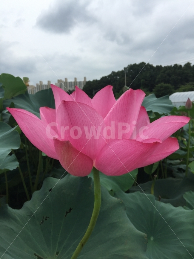 연꽃,꽃,분홍,자연,연잎,식물,자연,plants,nature,꽃,flower