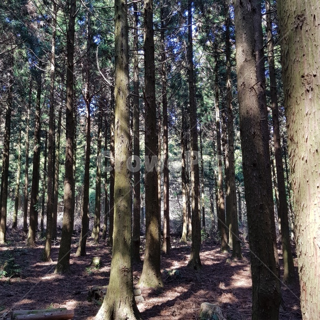 제주도,숲,숲길,편백나무,키큰나무,자연,풍경,nature,landscape,tree,나무,plant,식물,tree trunk,나무 줄기