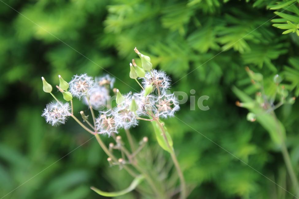 꽃,봄,민들레,야생,계절,식물,자연,plants,nature,꽃,flower