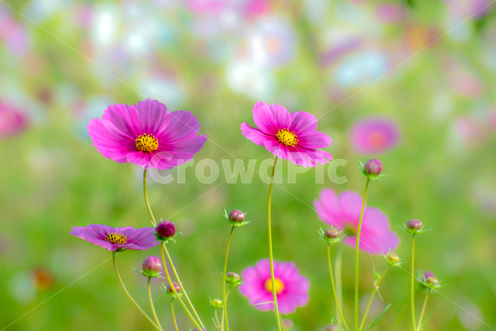 꽃,식물,코스모스,자연,가을,식물,자연,plants,nature,꽃,flower