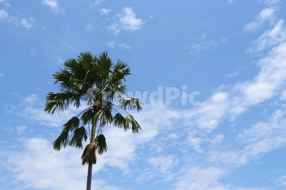 하와이,하늘,구름,야자수,나무,청량,사이다,시원,자연,풍경,nature,landscape,tree,palm tree,plant,식물,summer,여름