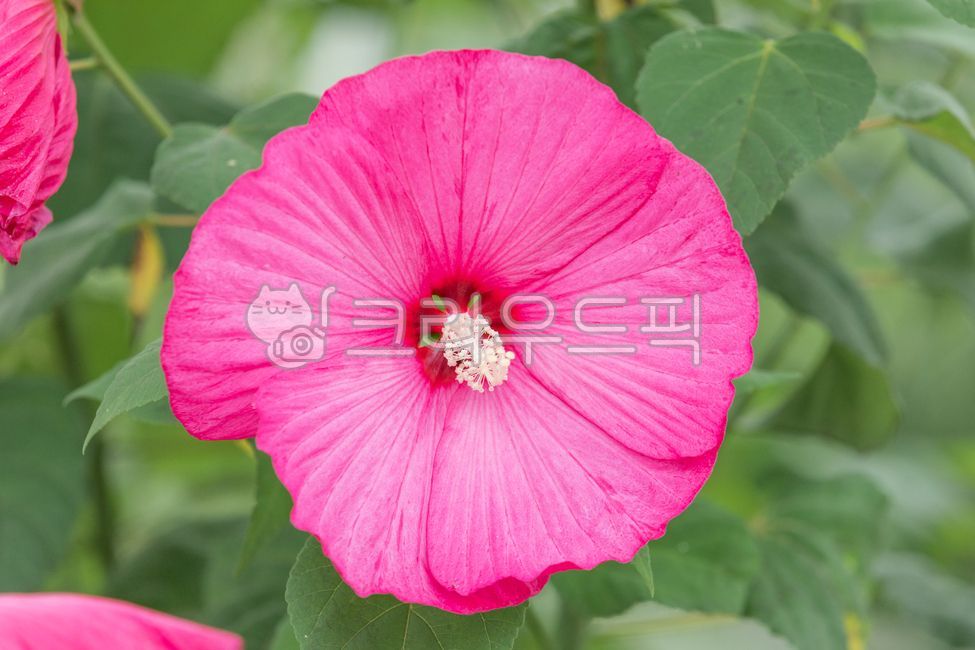 부용,부용화,자주색,꽃잎,부용꽃,꽃,하루살이꽃,관상용,쌍떡잎식물,낙엽관목,초록색,잎,식물,자연,여름,flower,petal,leaf,plant,nature,summer,confederaterose,hibiscusmutabilis,red,purple,green,outdoors