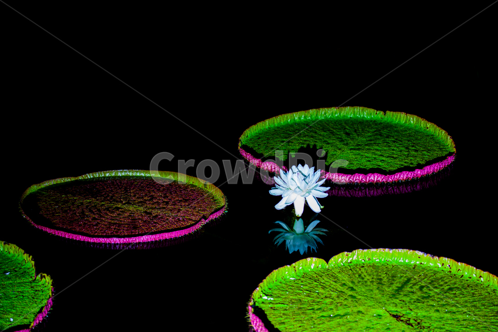 빅토리아연,연꽃,수련,가시연,연,식물,자연,plants,nature,꽃,flower