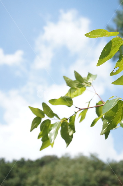 leaf,잎,식물,여름,하늘,잎사귀,식물,자연,plants,nature