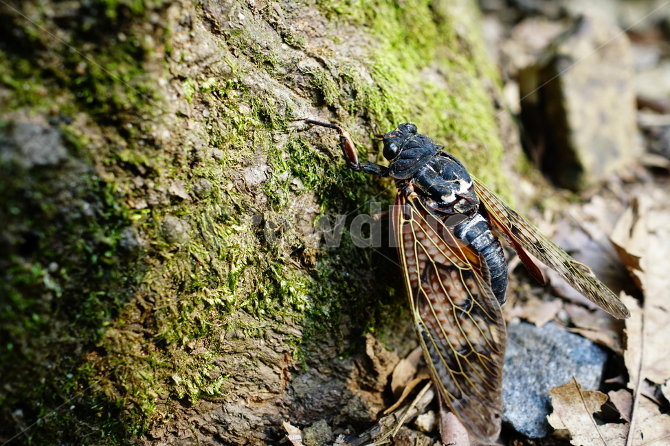 매미,곤충,벌레,자연,insect,cicada,nature,나무,tree,여름,8월,식물,숲,숲속,수목원,closeup,접사,summer,august,plants,동물,animal,곤충,벌레,insect,bug
