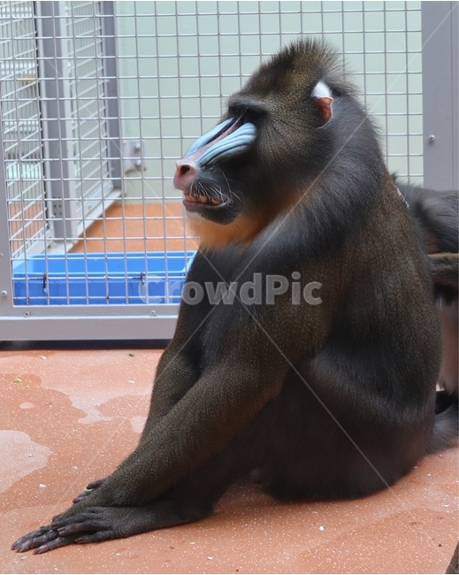 원숭이,monkey,동물원,zoo,동물,animal,동물,animal,포유류,mammal