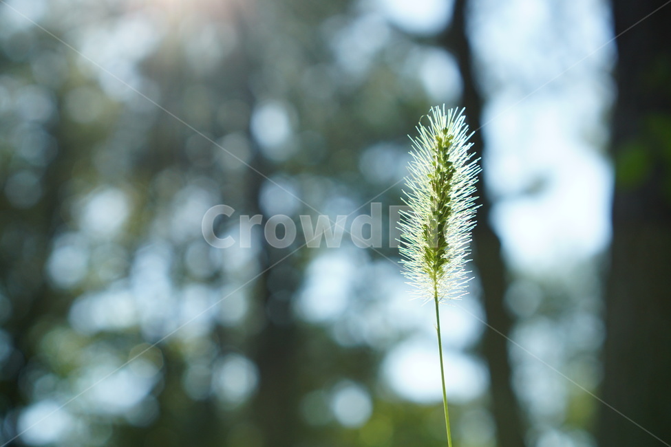 꽃,봄,나무,강아지풀,빛,식물,자연,plants,nature