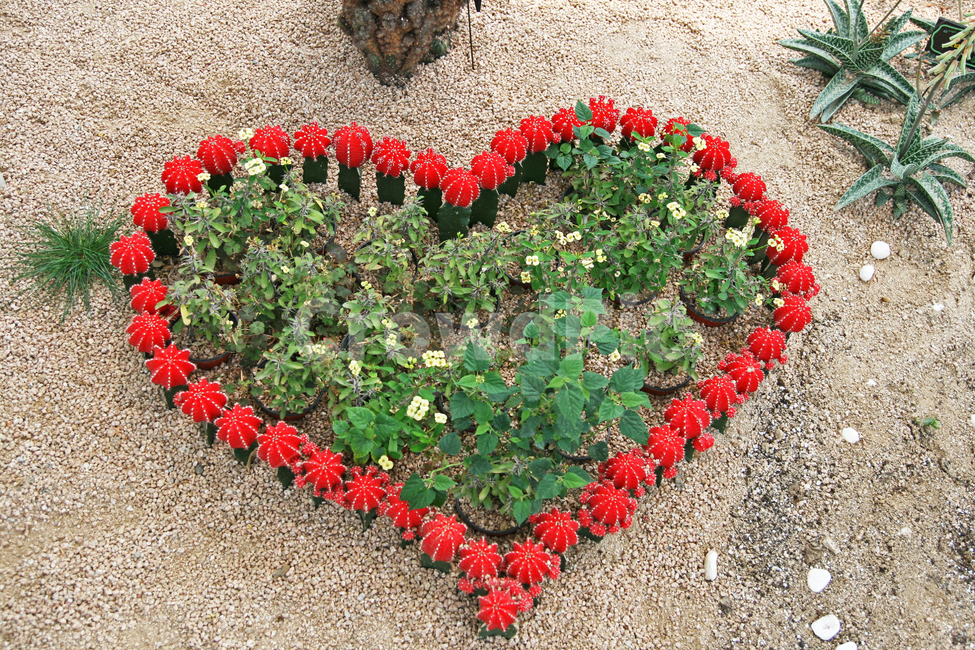 식물,선인장,하트,사랑,cactus,식물,자연,plants,nature,꽃,flower,감정표현,기분,feeling,emotion