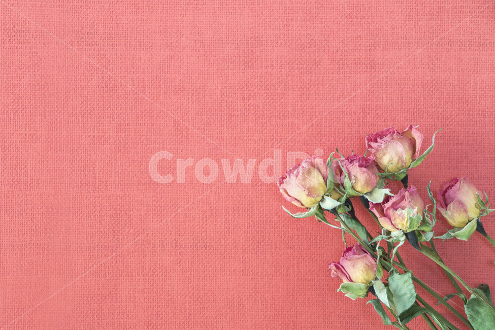 드라이플라워,말린꽃,꽃,식물,프레임,이벤트,건조,빈티지,꽃,flower