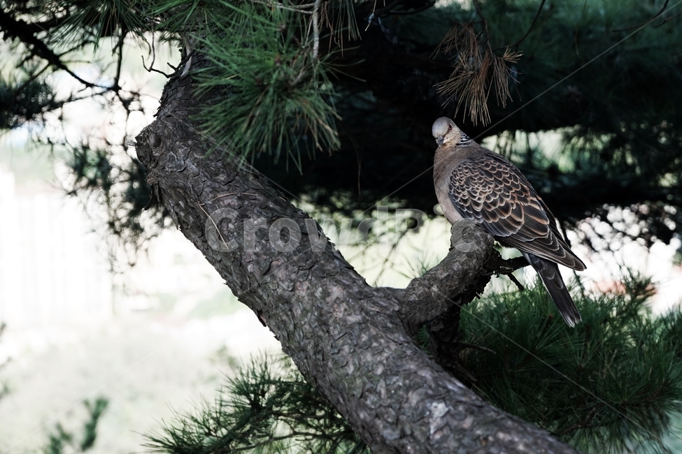 산비둘기,멧비둘기,소나무,눈,자연,숲,turtledove,ringdove,bird,pinetree,nature,동물,animal,조류,새,birds