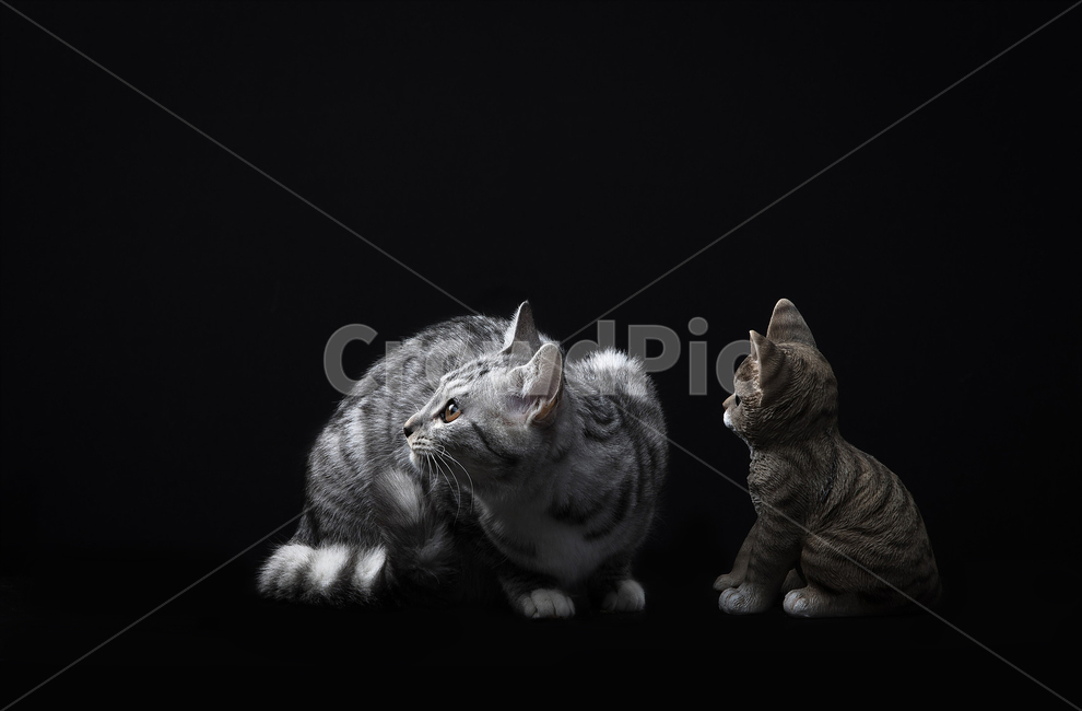 고양이,검은배경,배경지,앉아있는,주시,장난감,소품,바라보는,쳐다보는,줄무늬,아메리칸숏헤어,회색,어두운,검정색,검은,cat,animal,동물,mammal,포유류,pet,동물,animal,포유류,mammal,고양이,cat,kitten,kitty