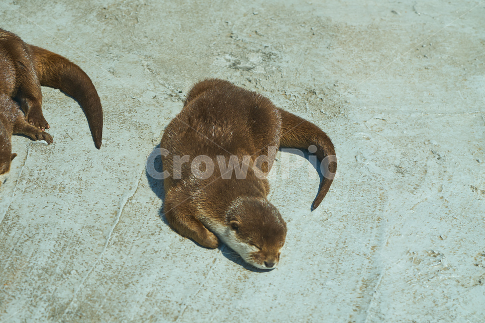 어린이대공원,동물원,동물,수달,자고있는,누워있는,귀여움,park,animal,공원,otter,zoo,동물,animal,포유류,mammal